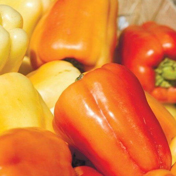 Барби F1 семена перца сладкого (Syngenta / Сингента) культура – фото 4