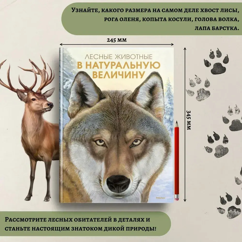 Лесные животные в натуральную величину