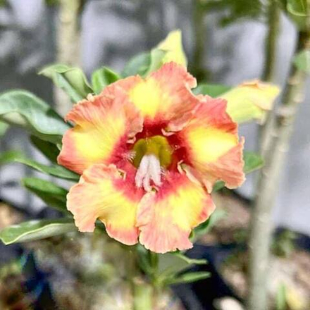 Адениум MORNING SUN