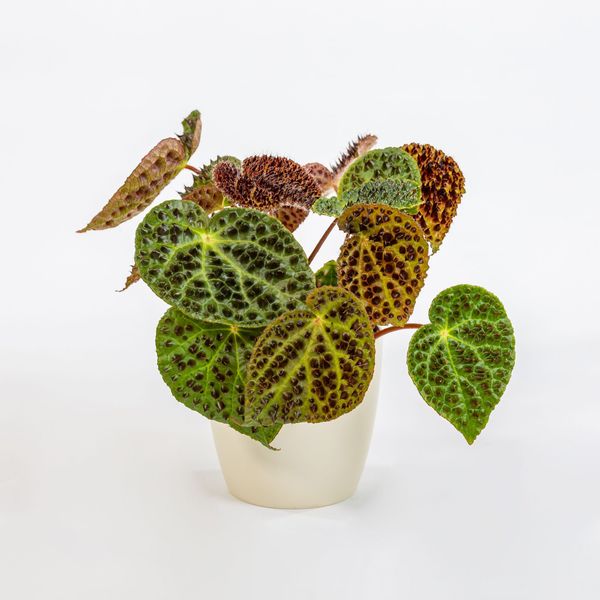 Бегония, похожая на кактус 🌵 Бегония, похожая на кактус 🌵