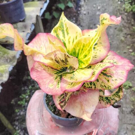 Кротон NAP ANAN