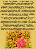 Спирея японская Голдфлейм золотая