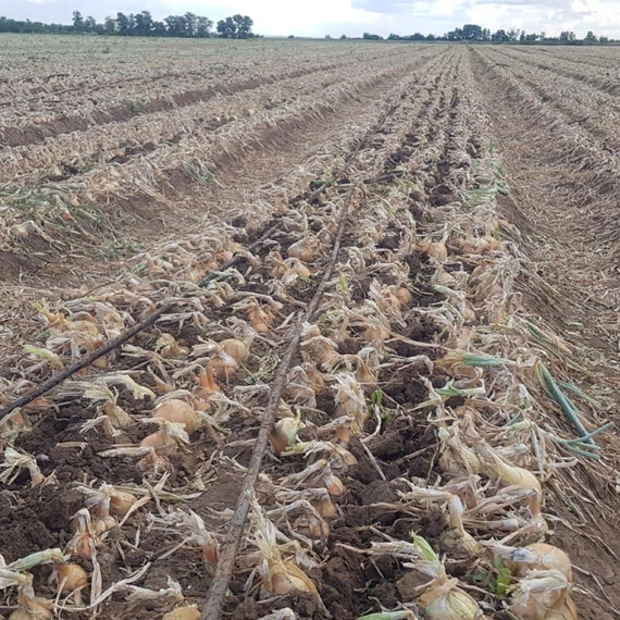 Рокито семена лука репчатого (Seminis / Семинис) – фото 4