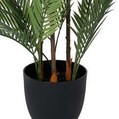 Ховея Пальмовая высота 178 см