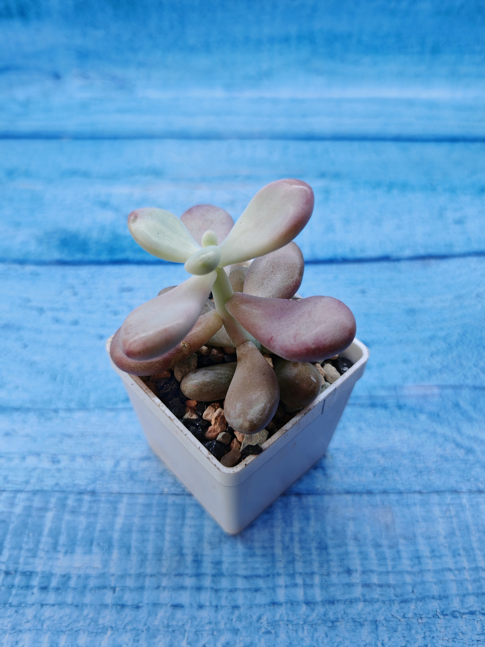 Pachyphytum Oviferum Pink (Пахифитум)