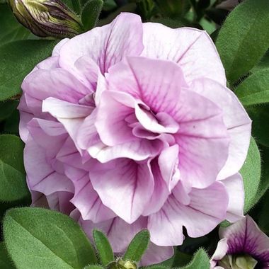 32138 Петуния SWEETSUNSHINE PINK PURPLE VEIN (ВЕСНА 2025)