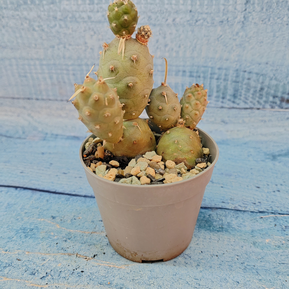 Tephrocactus Articulatus (Тефрокактус)