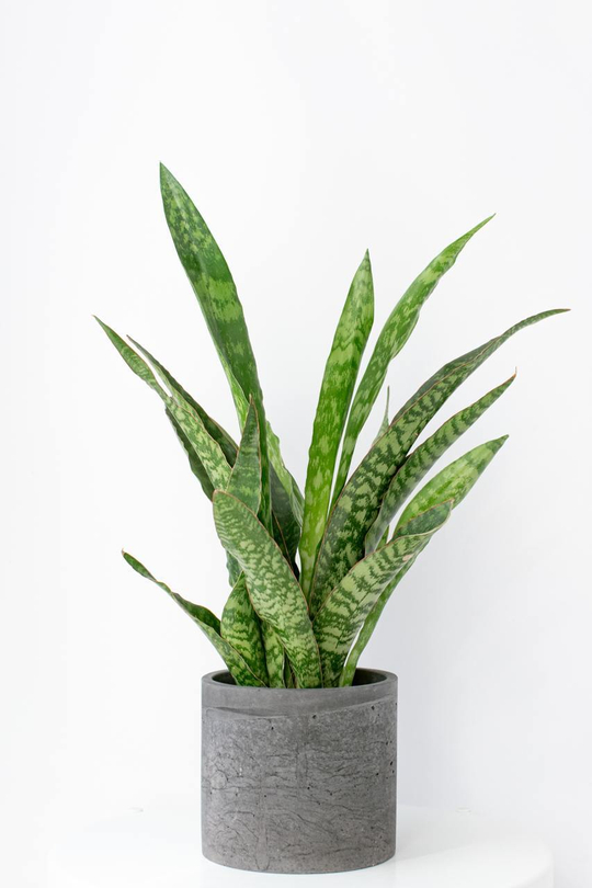 Сансевиерия Аубритниана