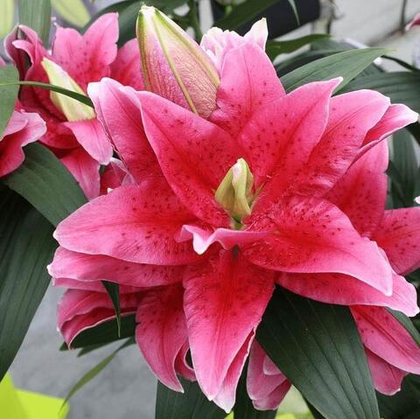 Лилия махровая восточная Розели Далинда / Roselily Dalinda