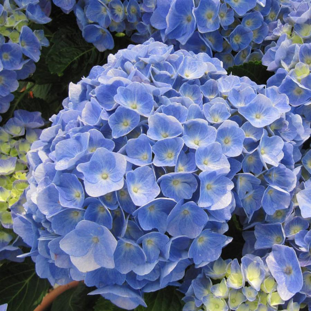 Боденси Блю («Bodensee Blue») р14 Европа Весна 2026 г.