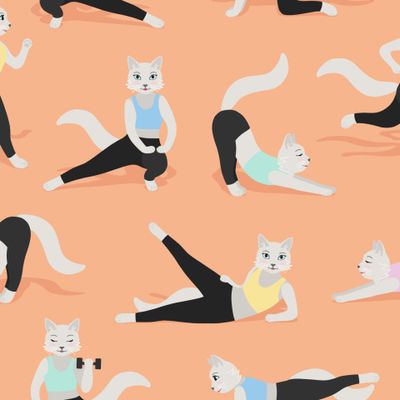 Фитнес-кошки на персиковом