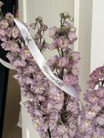 Дельфиниум сиреневый