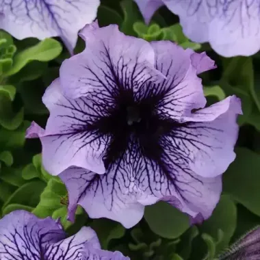 S6048 Петуния кустовая Grandiflora DADDY® BLUE 1000 шт.