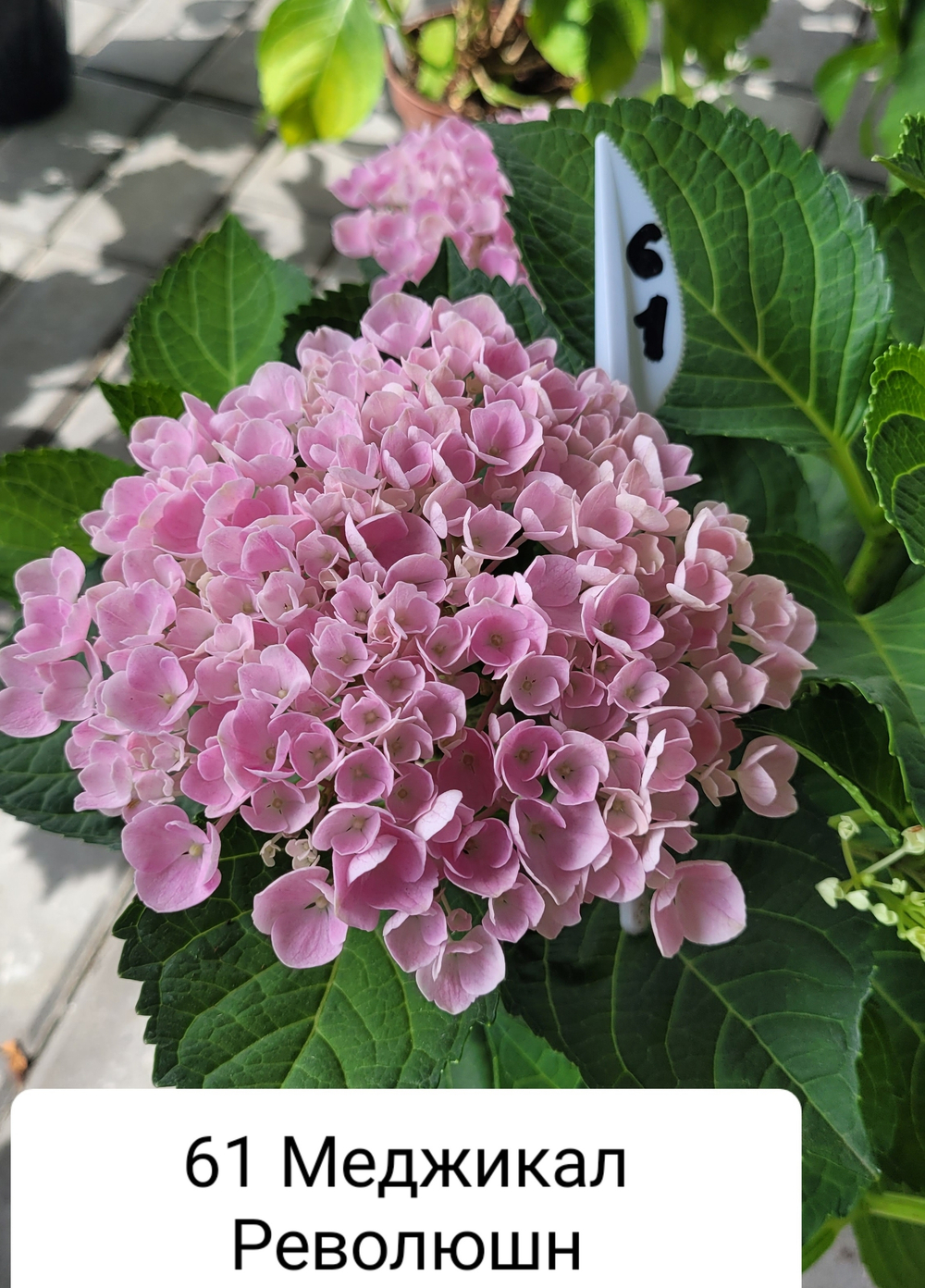 MAGICAL REVOLUTION/ Мэджикал революшн(Стандарт поставки Р9)2025г.