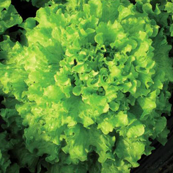 Тональ семена салата батавия (Vilmorin / Вильморин)