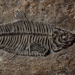 Прямоугольная шкатулка 23236