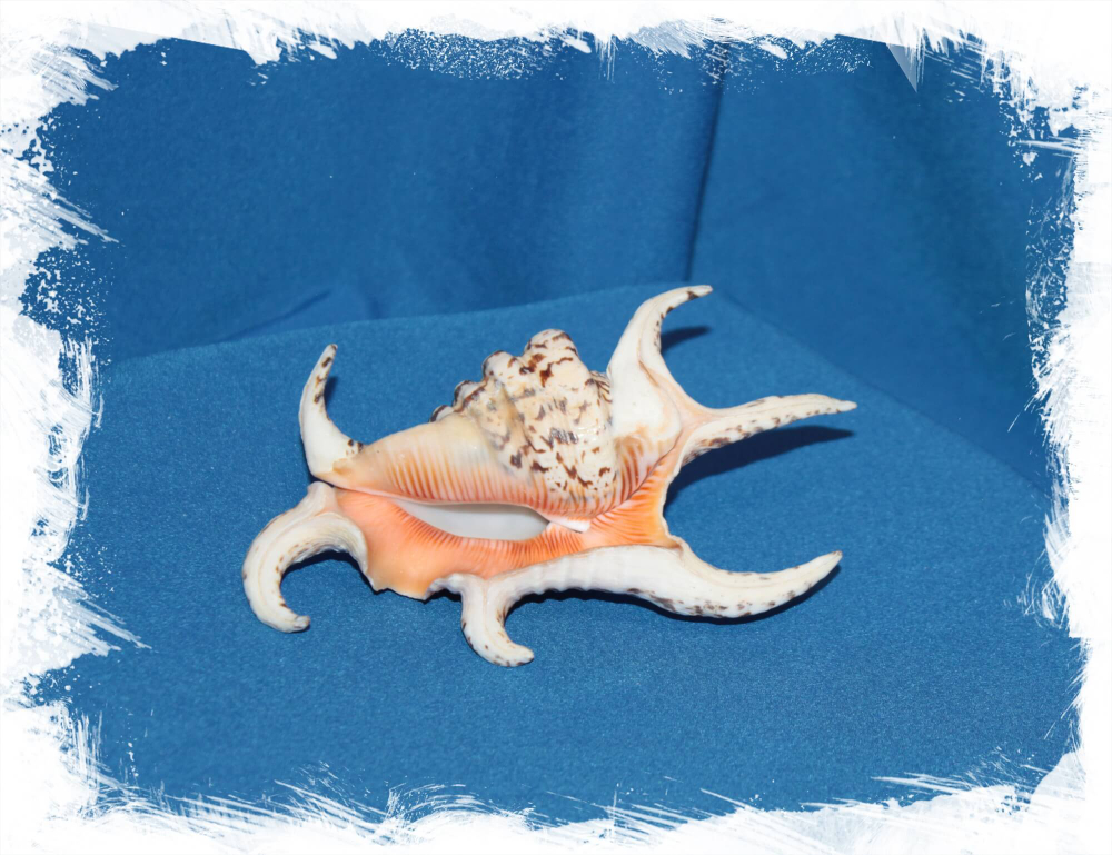 Ламбис Ширагра