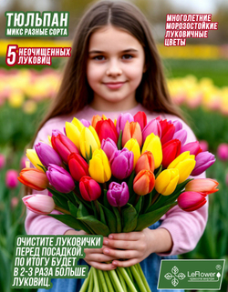 Тюльпан Луковица, Микс сортов 5 шт, неочищенные