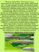 Мшанка Лайм Мосс шиловидная ирландский мох