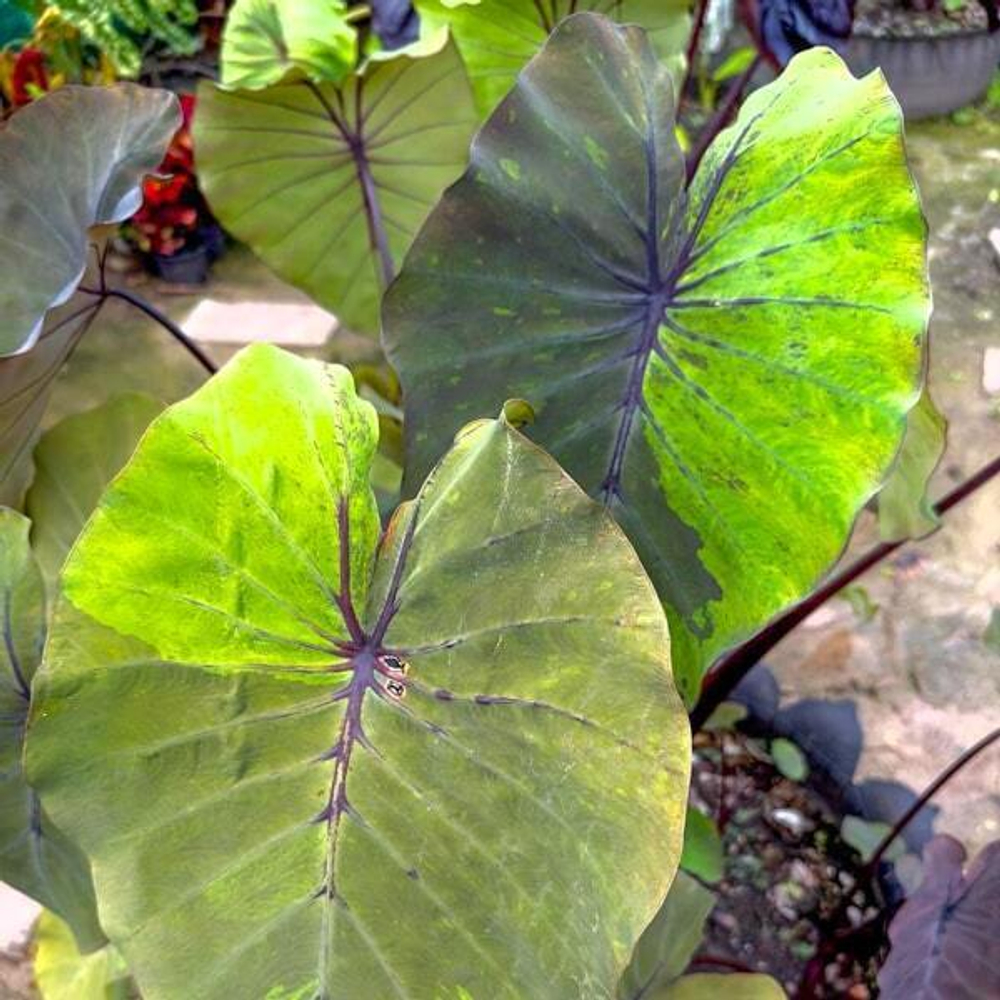 Колоказия BUSHIDO