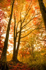 Рельсы - много картинок