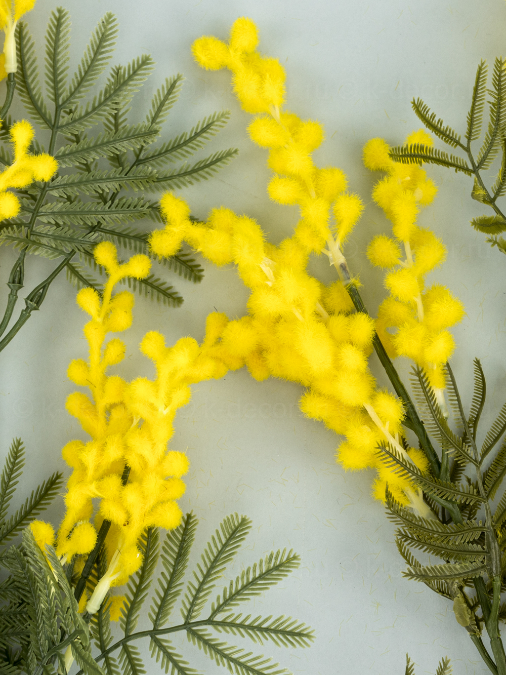 Ветка мимозы Юг стандарт