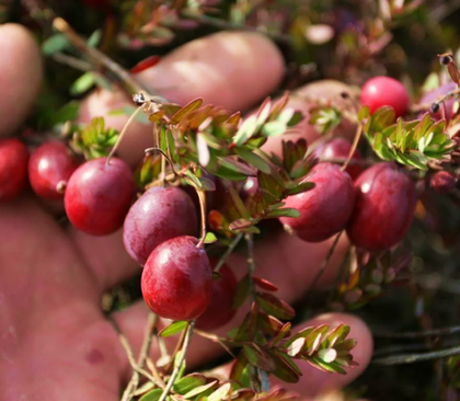 Клюква садовая Мак Фарлин