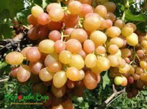 Виноград Хамелеон