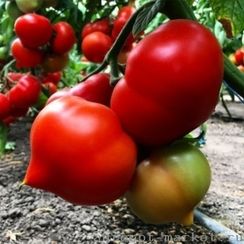 ВЕГГО F1 семена томата (Enza Zaden | Alexagro)