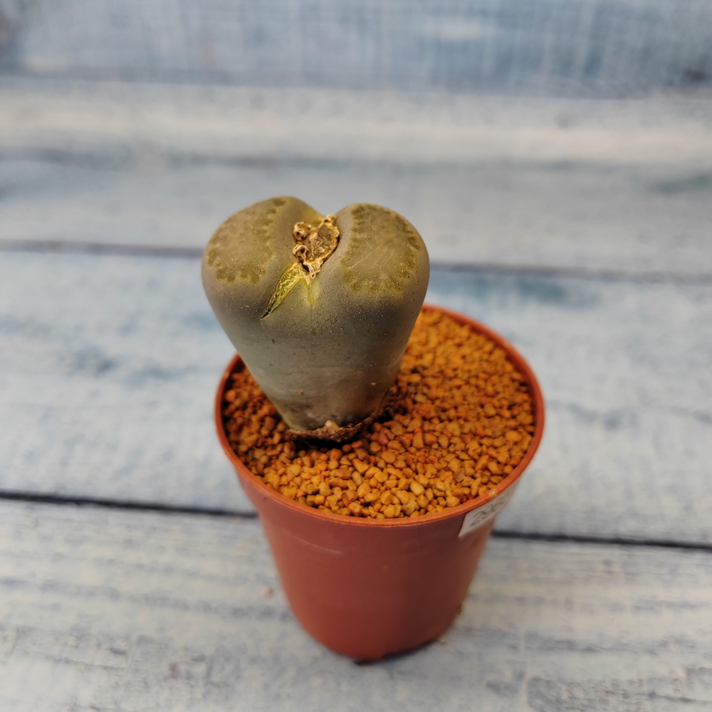 Lithops sp. (Живые камни)