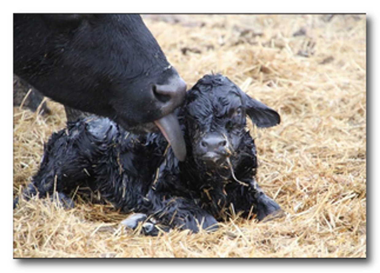 Ранняя диагностика стельности коров: ИХА vs УЗИ