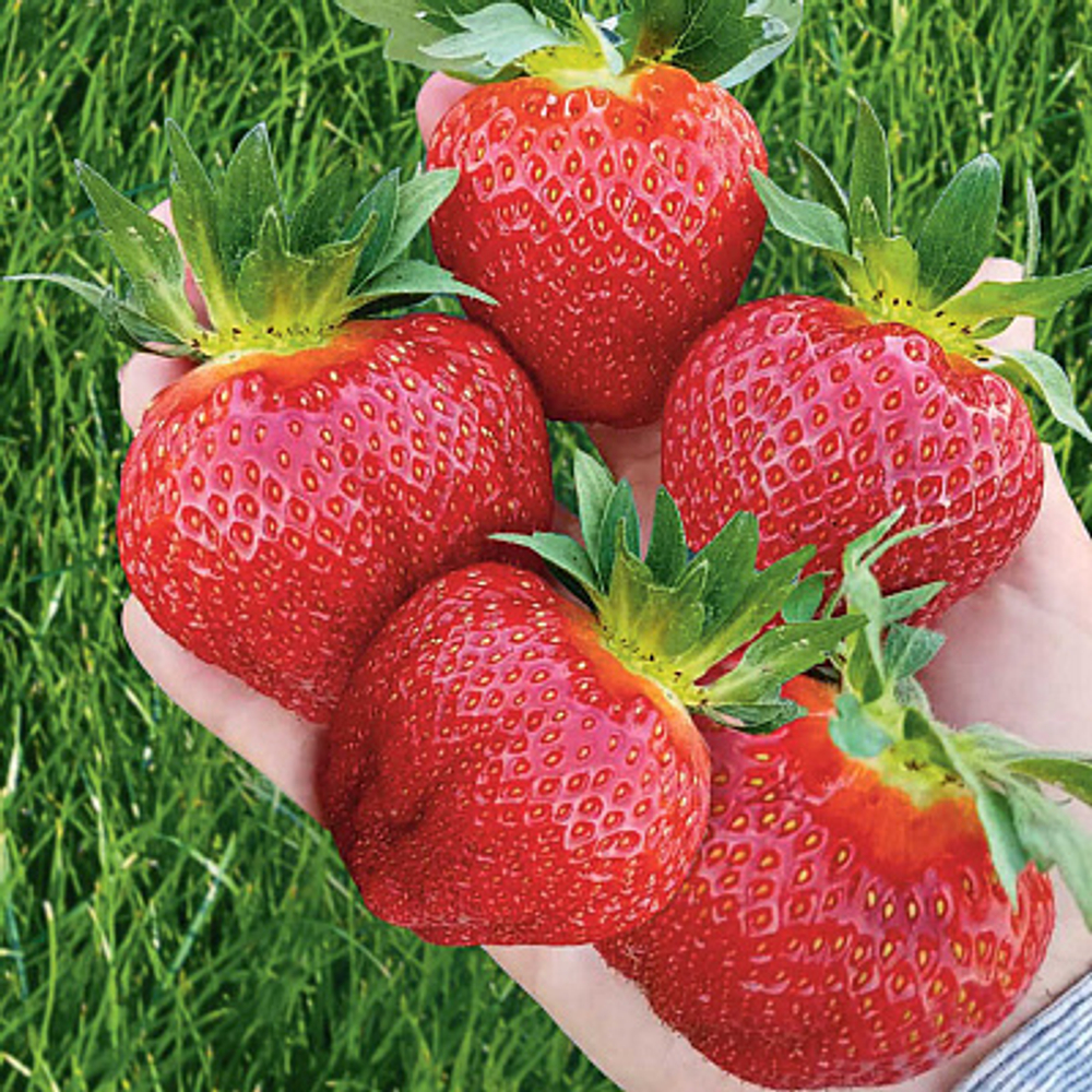 Земляника крупноплодная Элиане