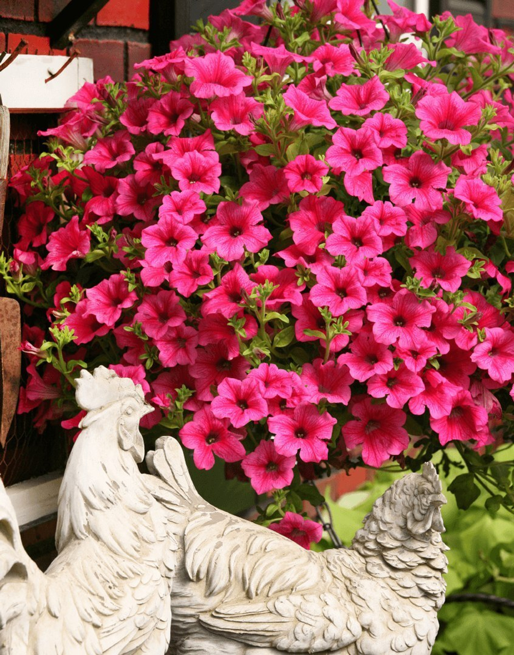 ЕВРО Петуния Surfinia Hot Pink укорененный черенок ОКС