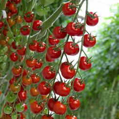 Шерами F1 семена томата индетерминантного (Rijk Zwaan / Райк Цваан)