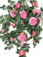 Роза ампельная ярко-розовая