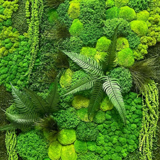 Стабилизированный мох и растения