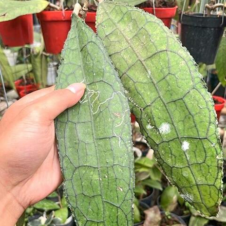 Хойя CLEMENSORIUM PURBA