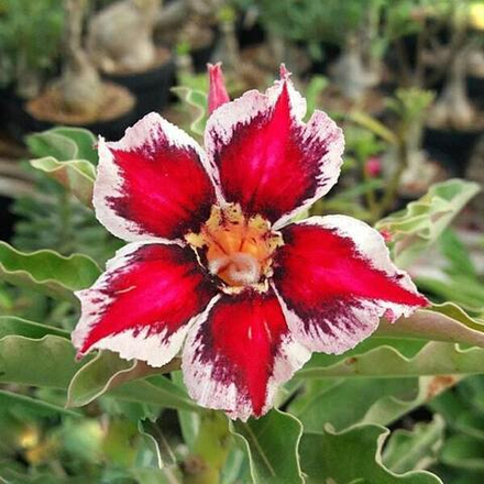 Адениум JYOTIKA