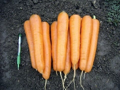 Аттилио F1 семена моркови нантской (Vilmorin / Вильморин)