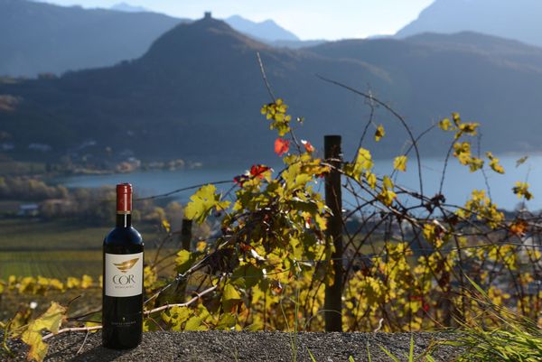 Вино недели с 21 августа - Cor Romigberg Cabernet Sauvignon