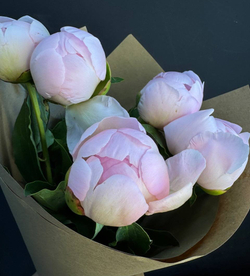 Пионы розовые нежные 5 шт