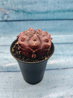 Gymnocalycium Daydream (Гимнокалициум)
