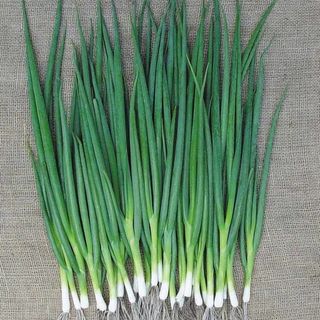 Лук на перо Тотем  500 (грамм)