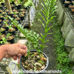 Леканоптерис L.LOMARIOIDES (H81)