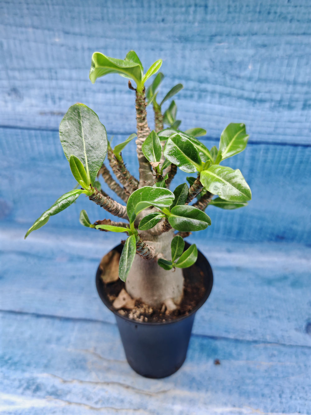 Adenium Baobab (Адениум)