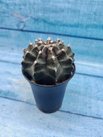 Gymnocalycium Mihanovichii black (Гимнокалициум)