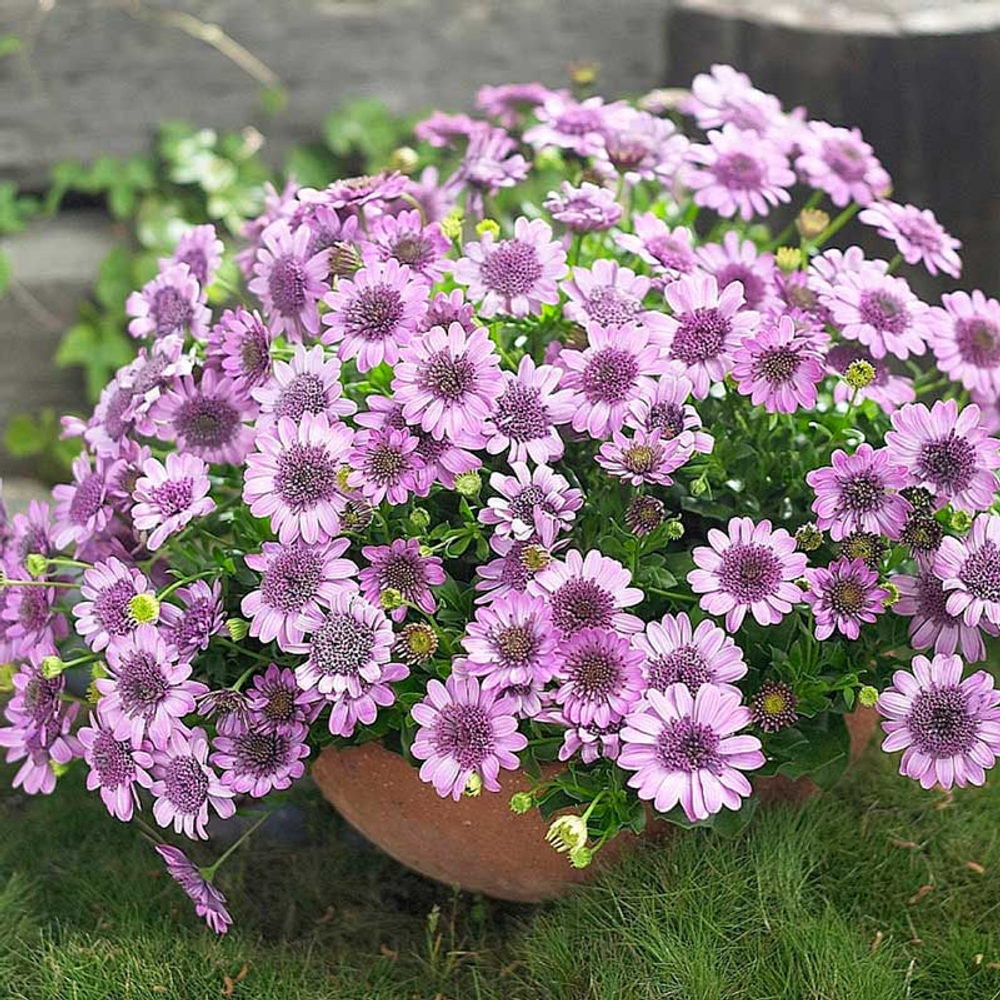 Остеоспермум махровый 3D Deep Pink ОКС укорененный черенок