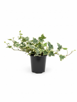 Хедера непальская д.9