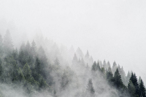 Дизайнерские №246 Фотообои и Фрески