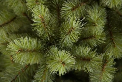 Ель Лесная красавица голубая 260 см., леска+пвх, Triumph Tree (73619)